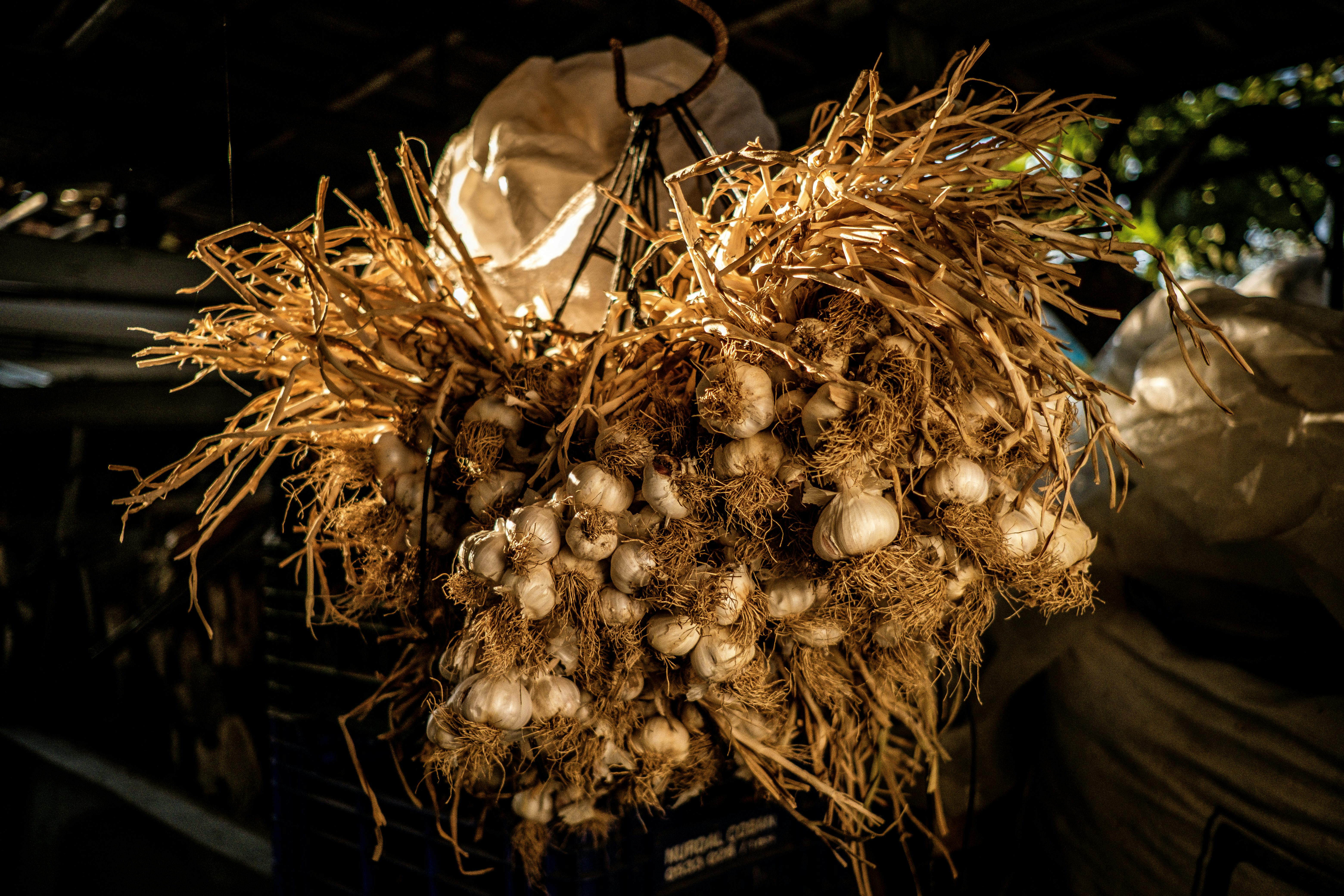 garlic farming